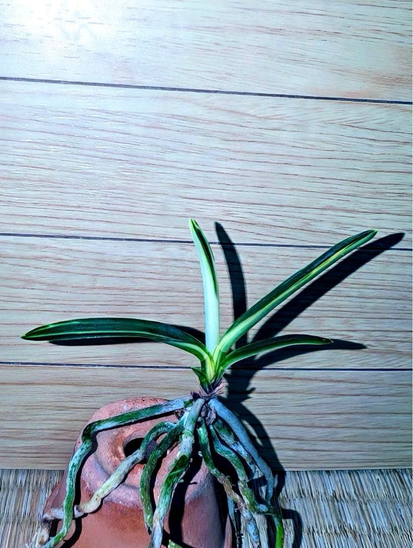 【年末特価品】富貴蘭「三浦系白牡丹」コンディション抜群の上芸若木