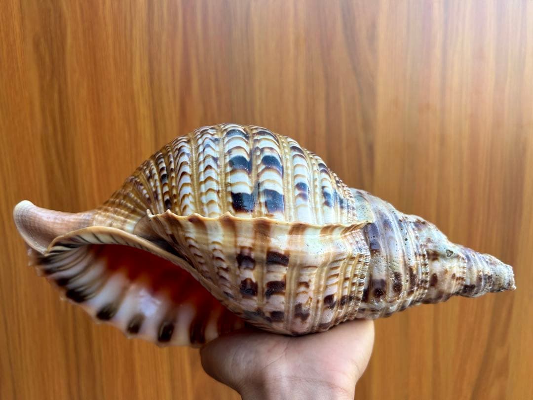 法螺貝31cm