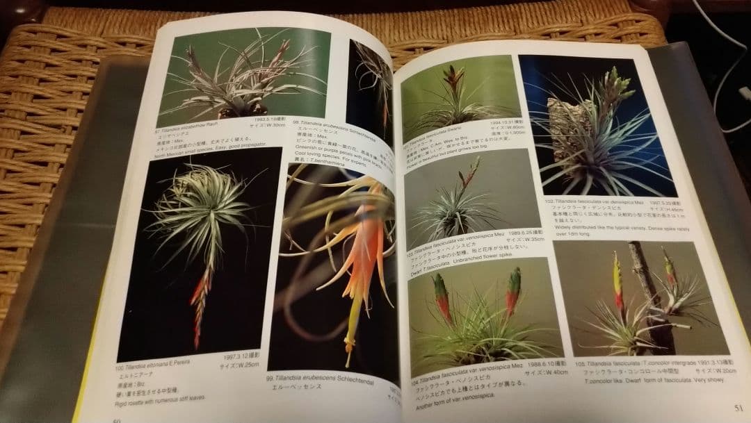 ティランジアハンドブック