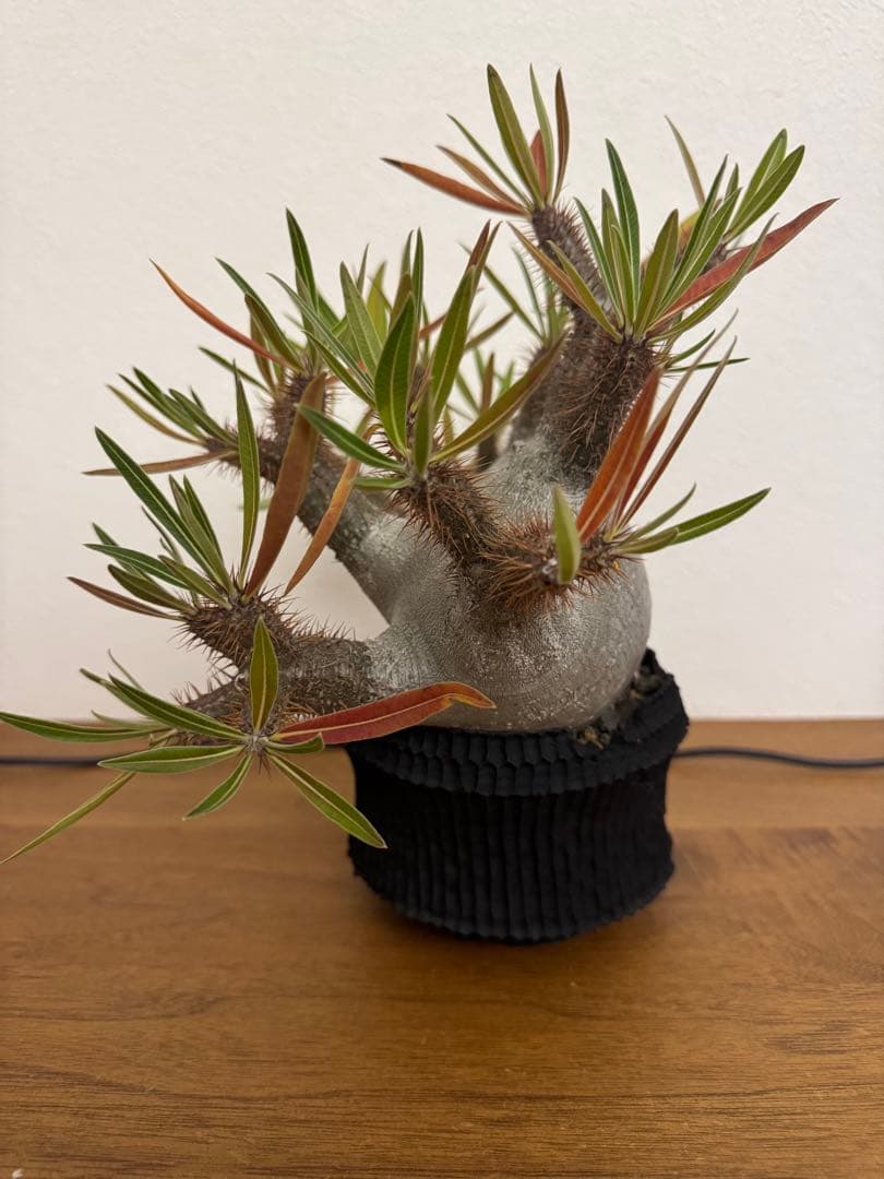 パキポディウム　グラキリス　現地球　コーデックス　塊根植物　D.I.P.