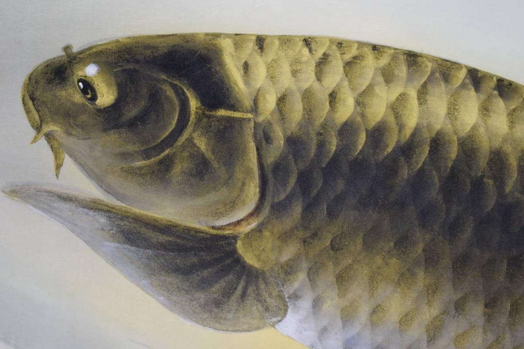 真作/岡田典政/跳鯉図/飛鯉図/桐共箱太巻二重箱付/布袋屋掛軸HI-247