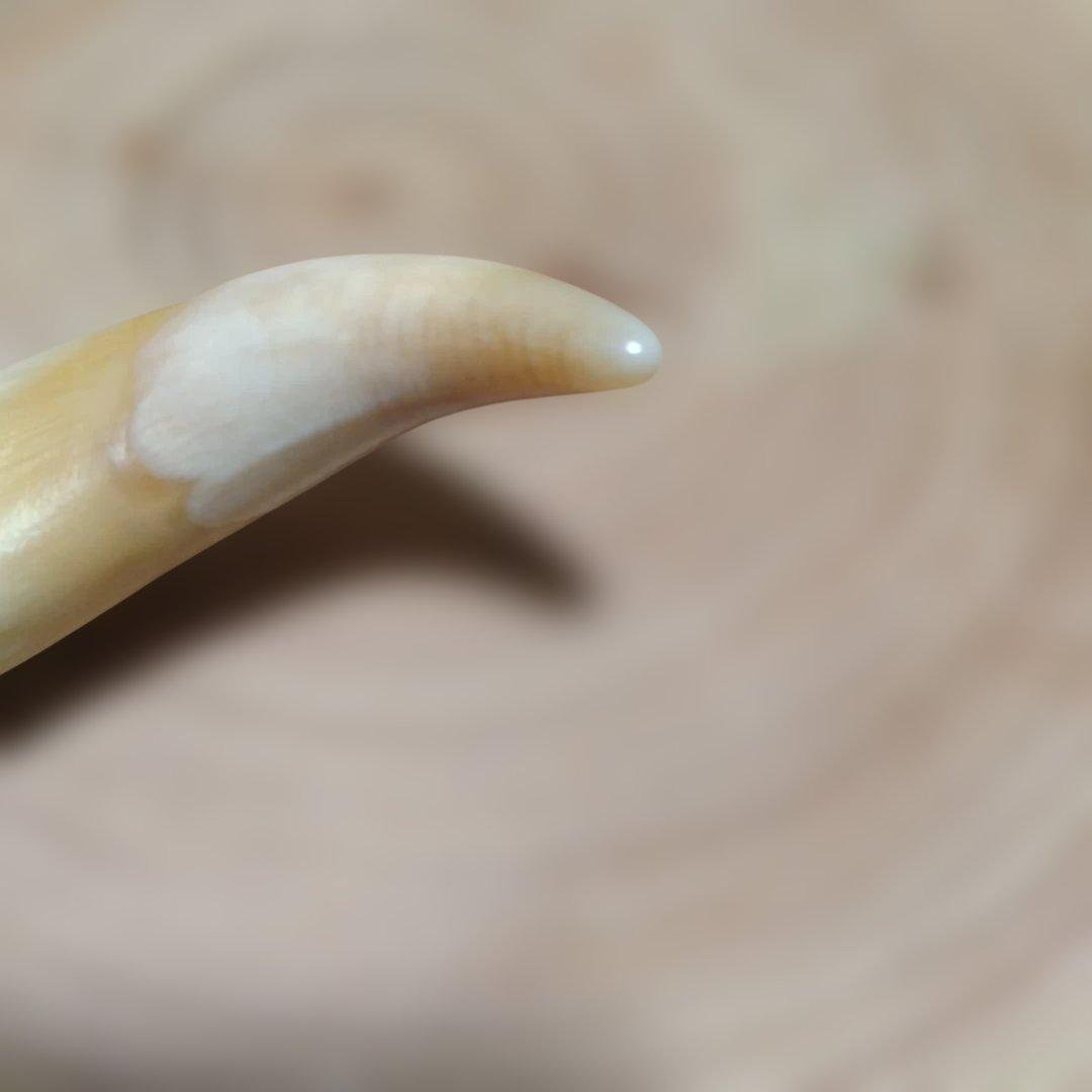 熊牙キーホルダー　約８cm　ヒグマの牙　羆の牙　　ヒグマ　羆　魔除け　災難除け