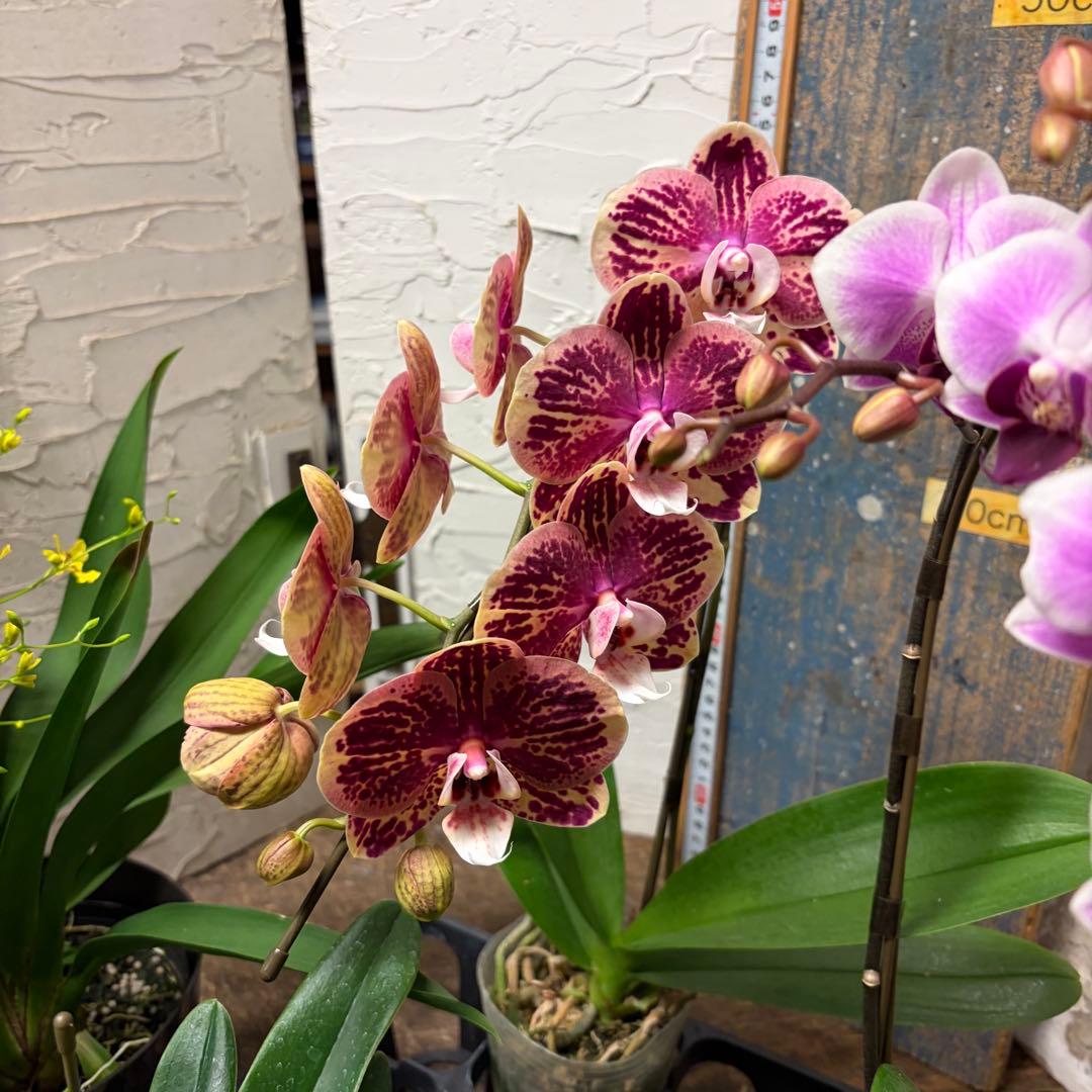 ♡*♡様 洋蘭　6ポット　胡蝶蘭　パフィオペディルム　オンシジューム
