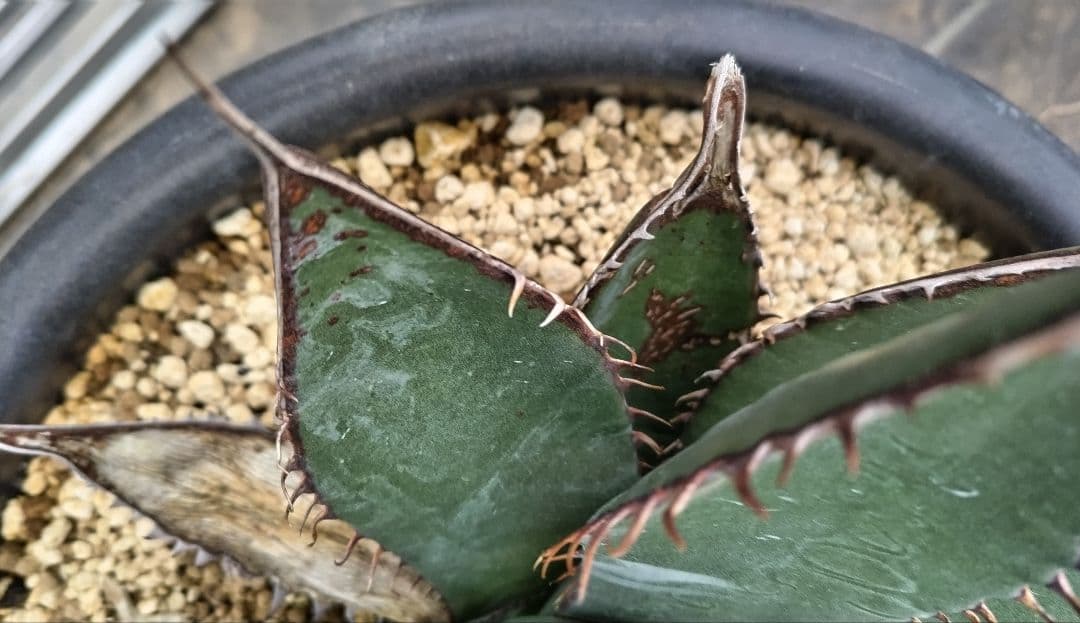 アガベ　シャウィー【US輸入株】【抜き苗発送】