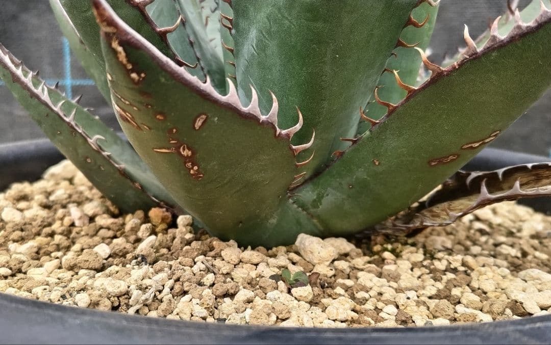 アガベ　シャウィー【US輸入株】【抜き苗発送】