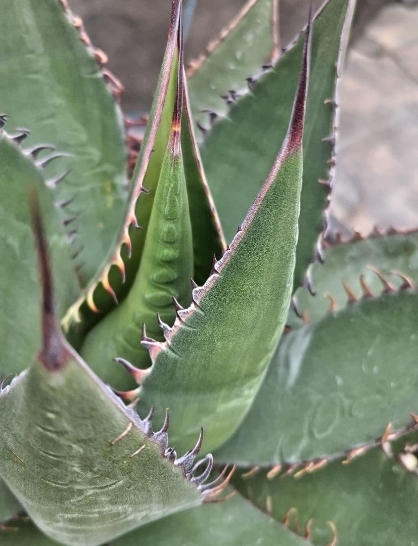 アガベ　シャウィー【US輸入株】【抜き苗発送】