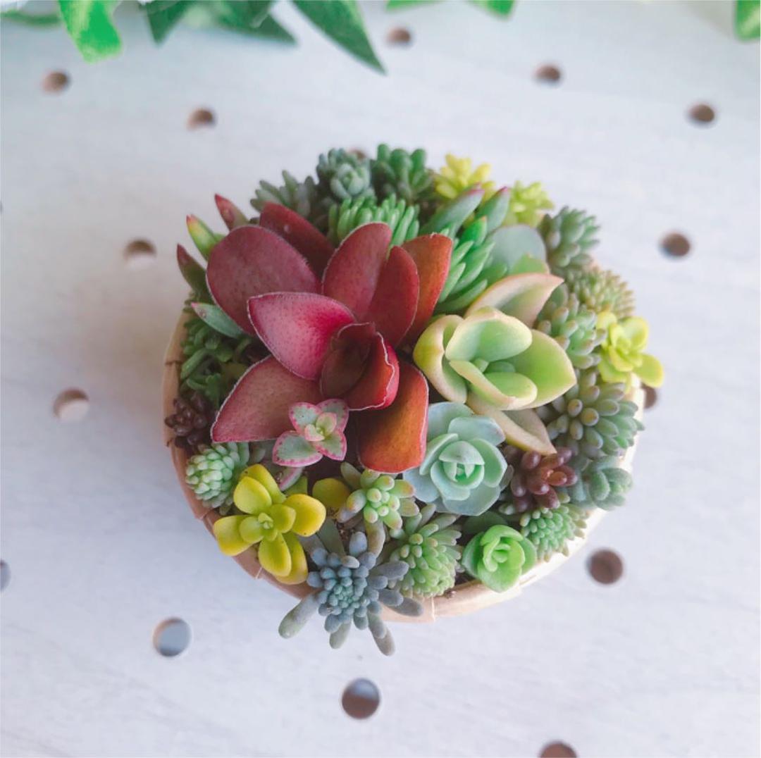 ★★セダム畑❤️★寄せ植え★このまま飾れます★ちまちまキュンキュン★多肉植物