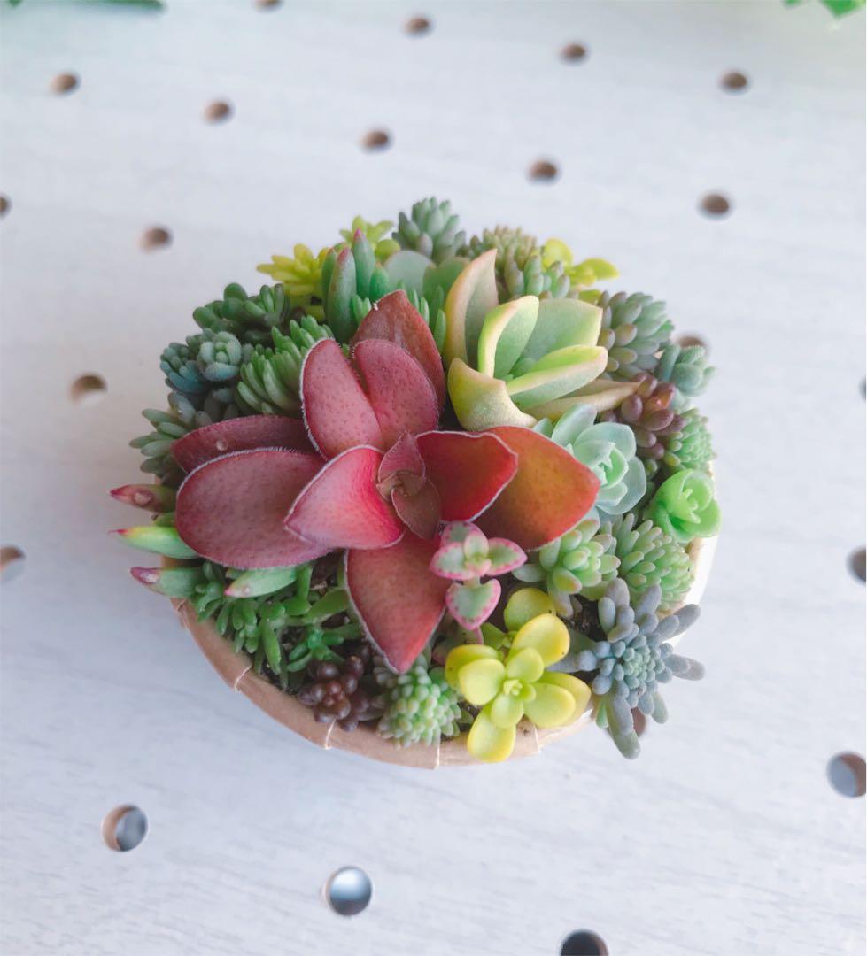 ★★セダム畑❤️★寄せ植え★このまま飾れます★ちまちまキュンキュン★多肉植物