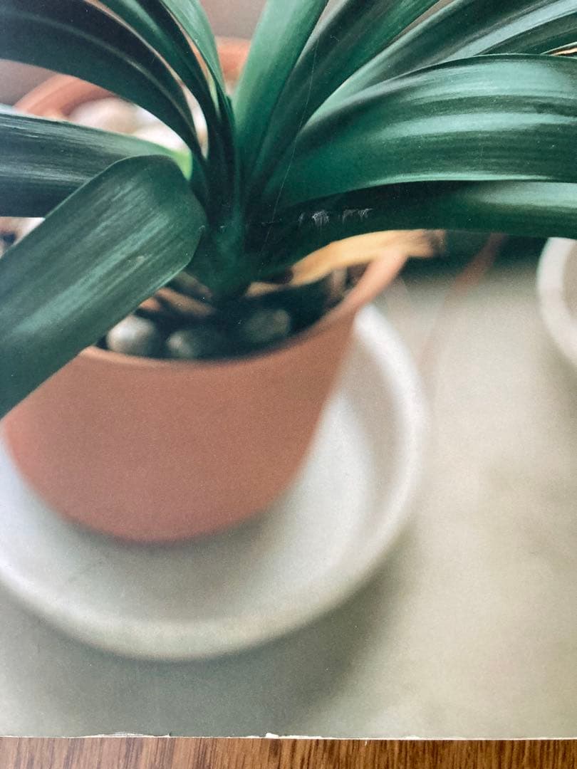 佐内正史 写真集 「生きている」 二版