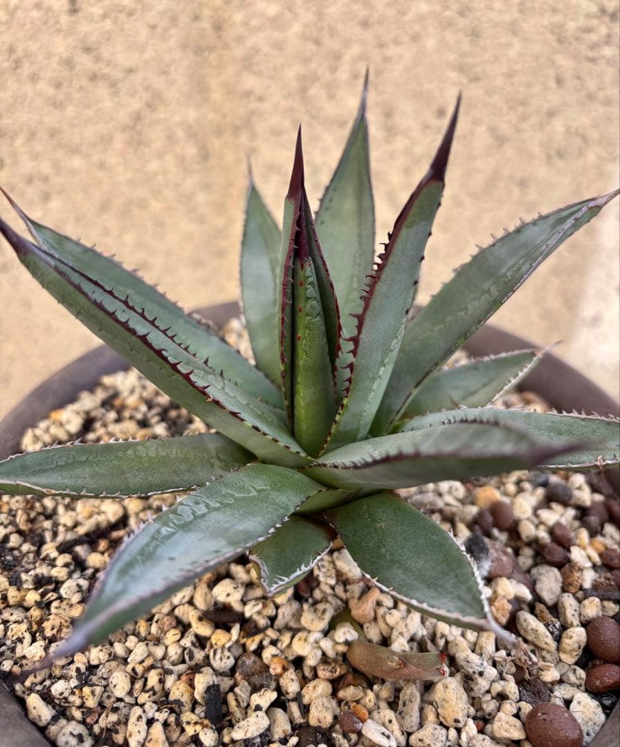 アガベ　hybrid 笹雪×屈原の舞扇　裏刺有り