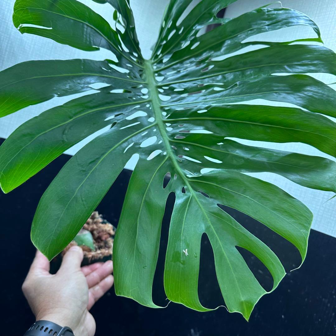 k*u様 モンステラデリシオーサマクロコズム超希少系統鉢植え