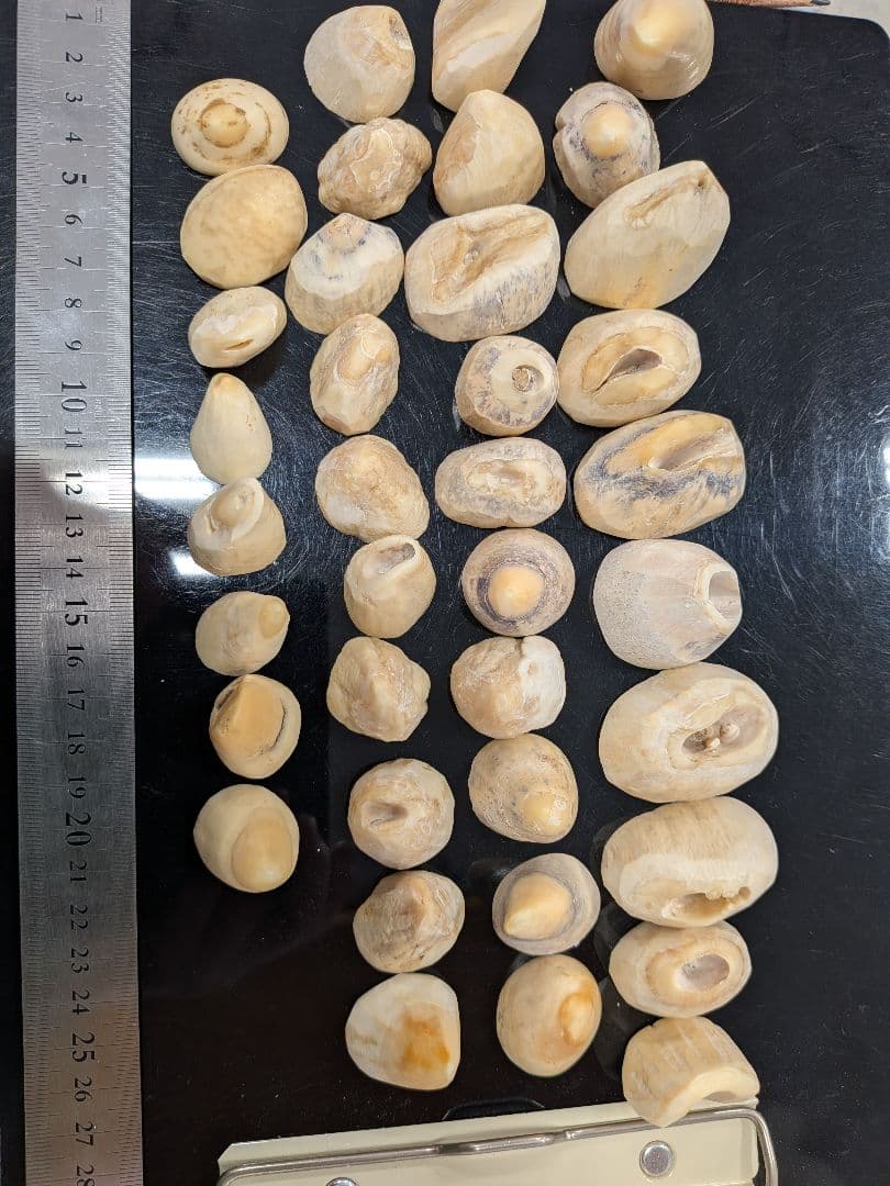 マッコウ鯨歯　本歯先小サイズ