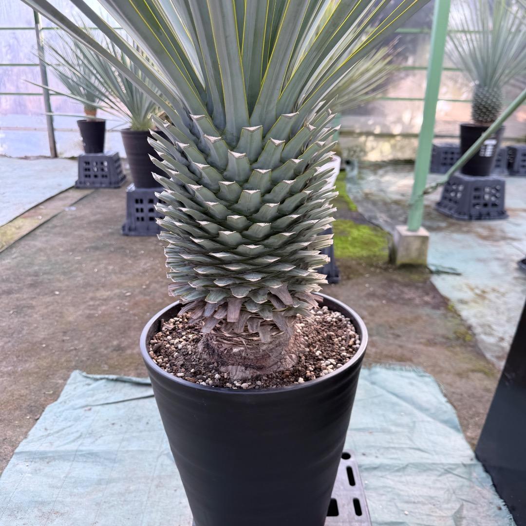 【AL1171】ユッカ　リギダ