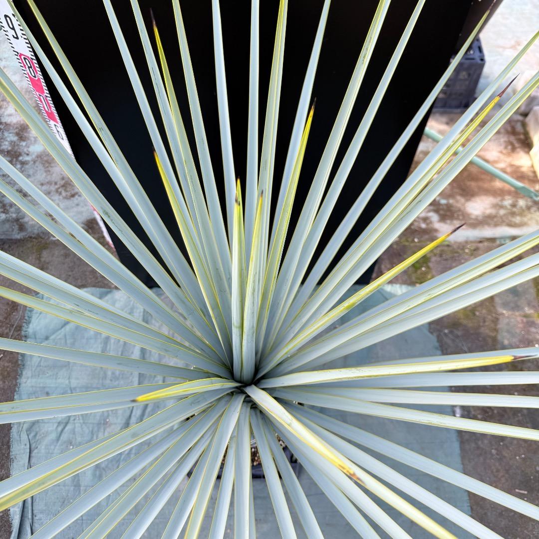 【AL1171】ユッカ　リギダ