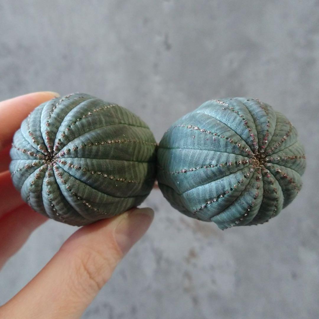 と*ぃ様 B17833★オークション★ユーフォルビア オベサ ダブルヘッド 美株