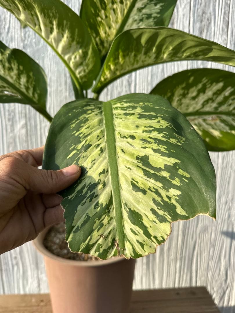 ディフェンバキア　大株　Dieffenbachiaseguine