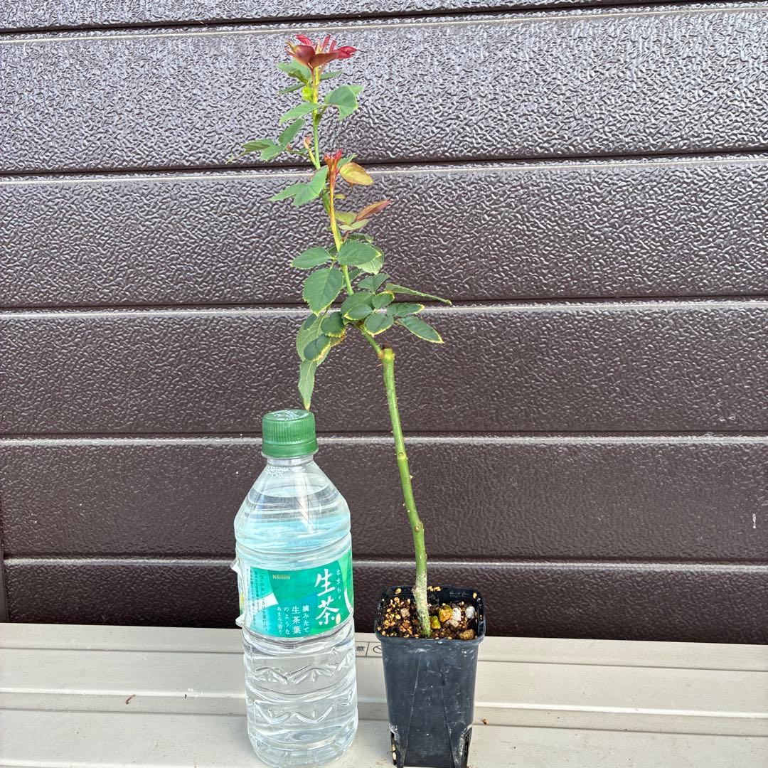 ワンコ　バラ苗