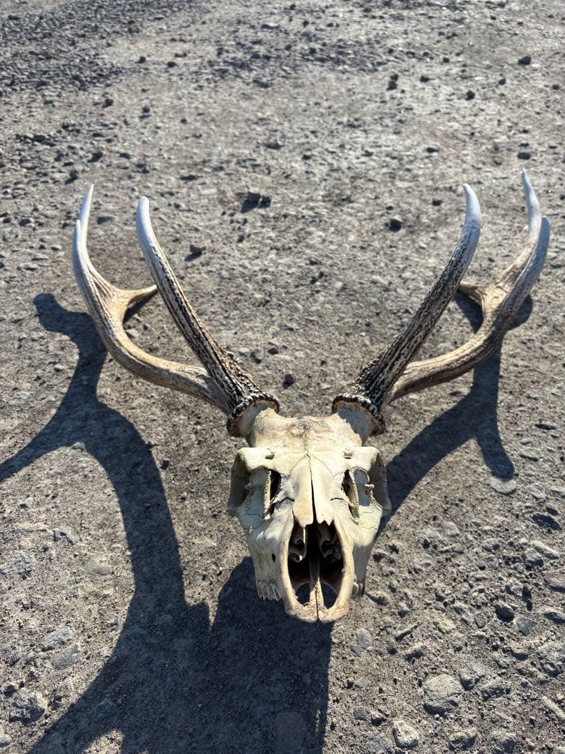 エゾシカの頭骨