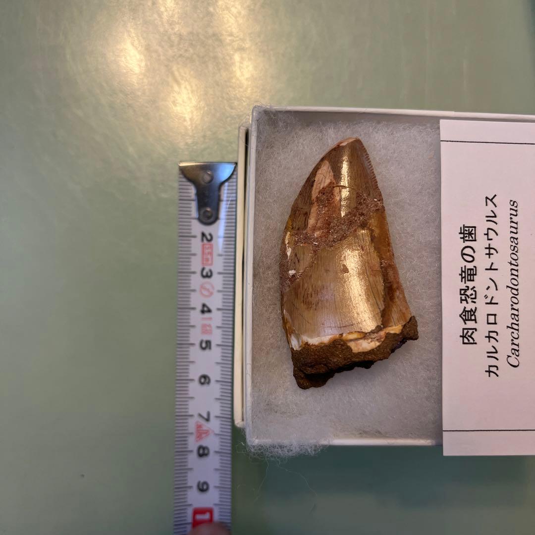 カルカロドントサウルスの歯　値段交渉ok