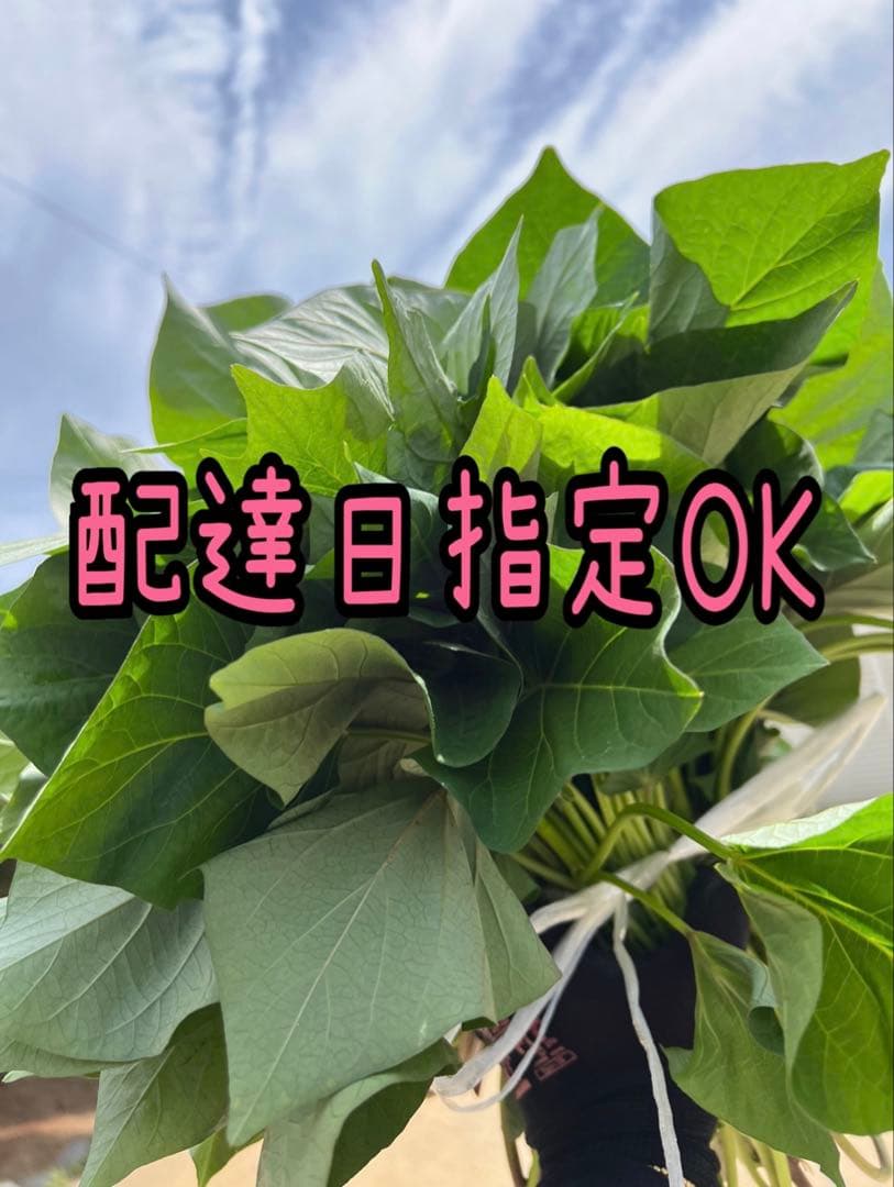 【予約受付中】紅はるか苗☆ウイルスフリー 2000本 4月下旬から発送開始