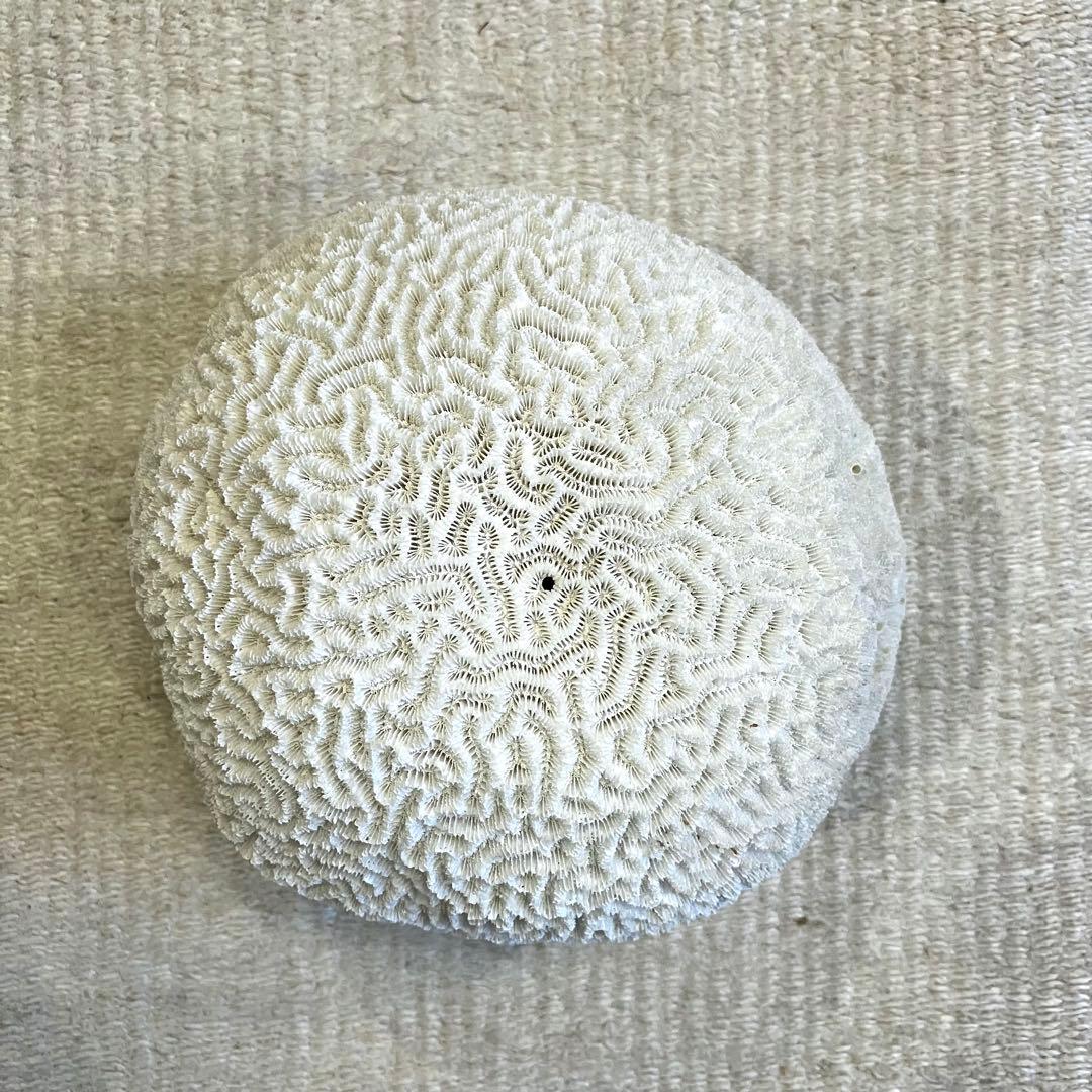 ブレインコーラル サンゴ 標本 16cm 自然科学 インテリア アクアリウム