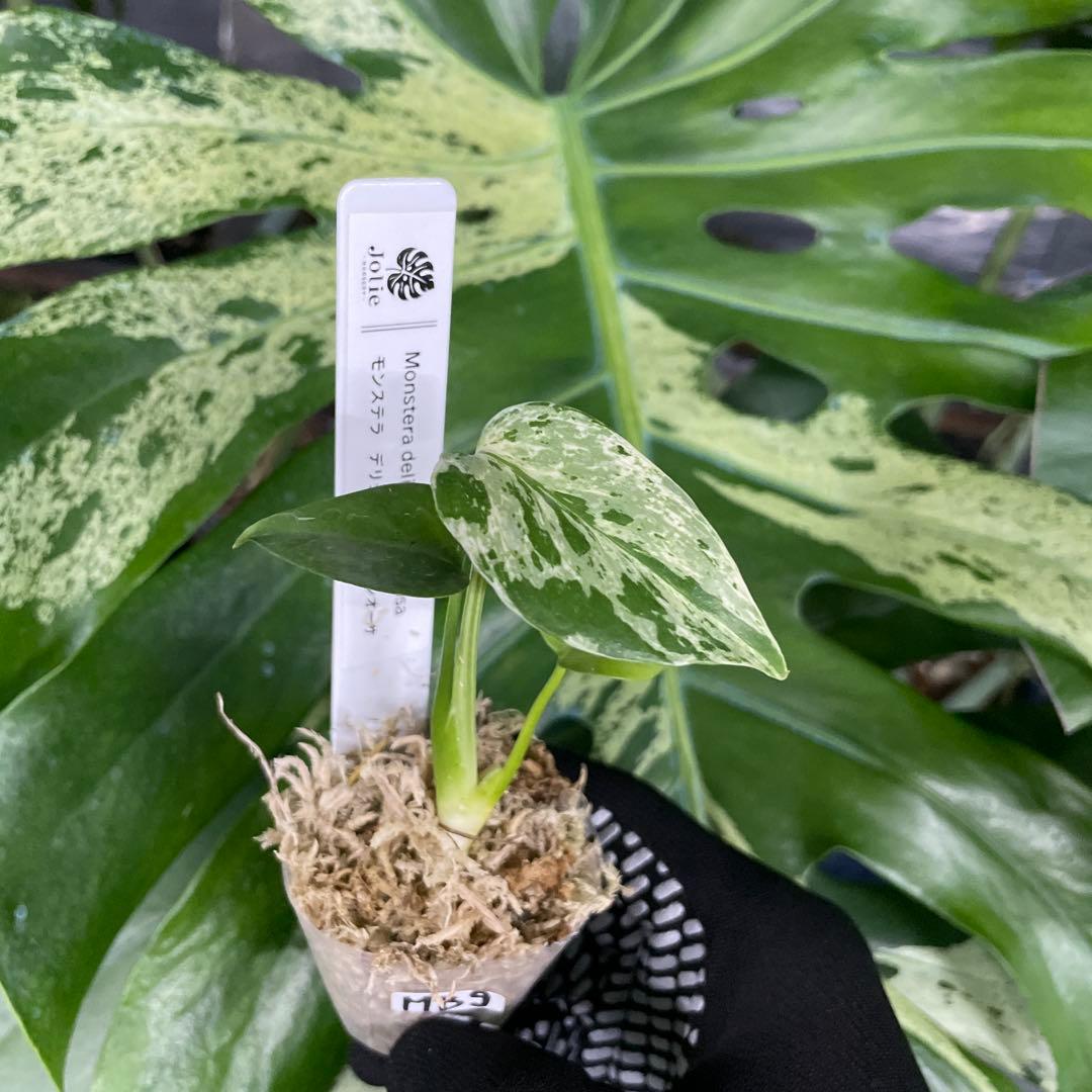 MB9モンステラ　デリシオーサ　ベトシオーサ　2寸ポリポット　ネコポス発送