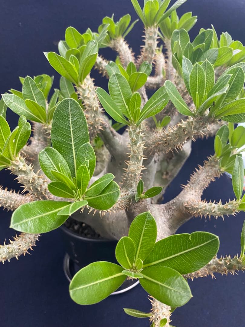 パキポディウム・ホロンベンセ