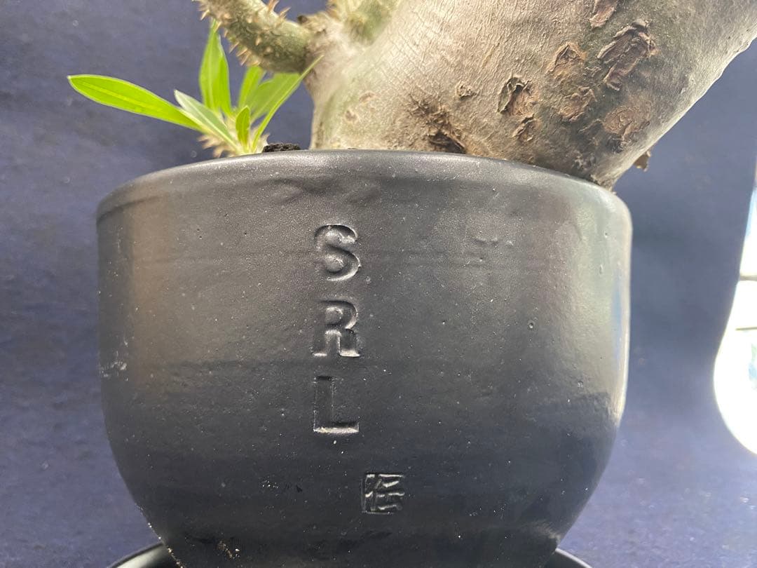 パキポディウム・ホロンベンセ