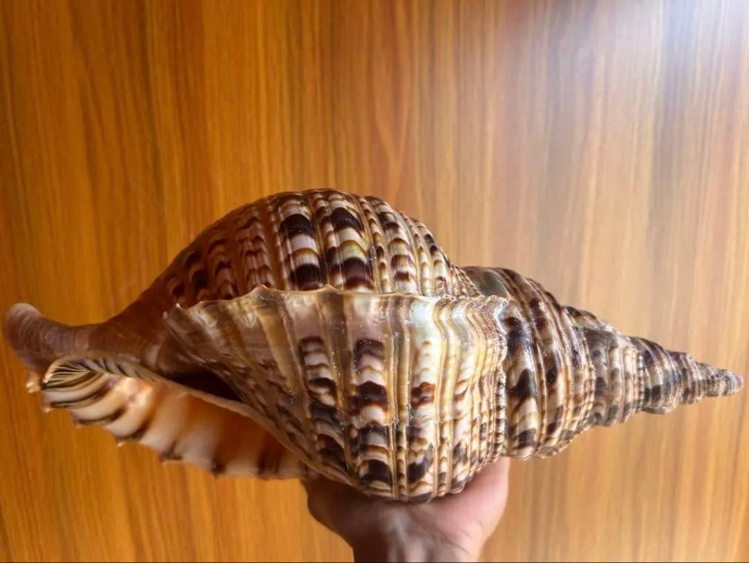 38cm 法螺貝 濃い色合いで美しい、大きくて丸い形の法螺貝です。 蓋付