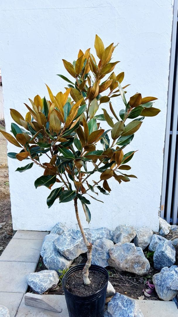 美形。リトルジェム1.4M(鉢底から)花芽付き☆