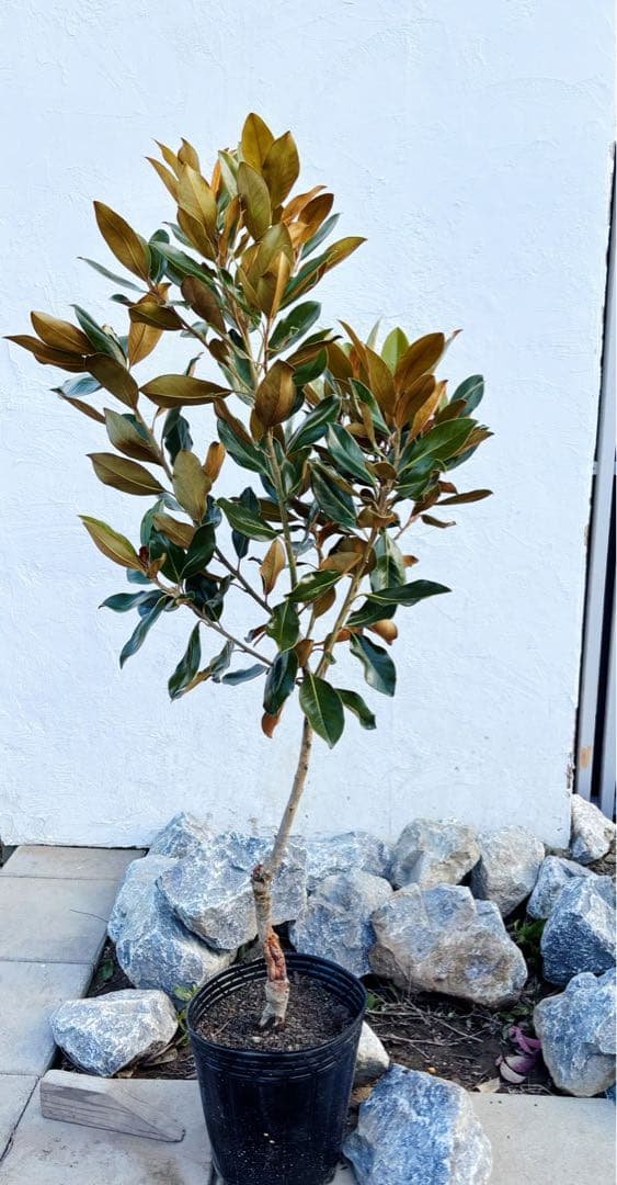 美形。リトルジェム1.4M(鉢底から)花芽付き☆