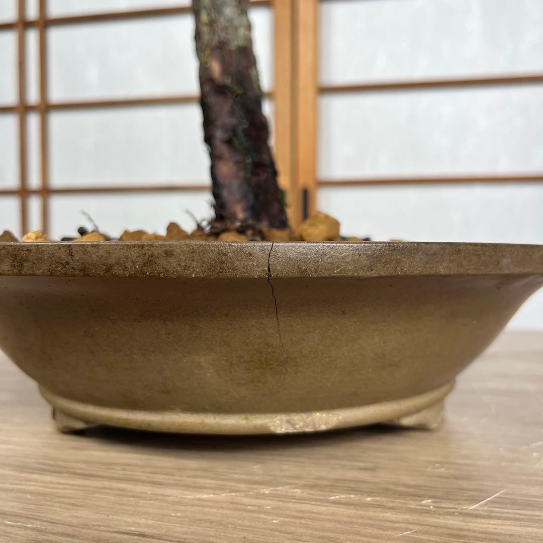 赤松(あかまつ) 盆栽 素材
