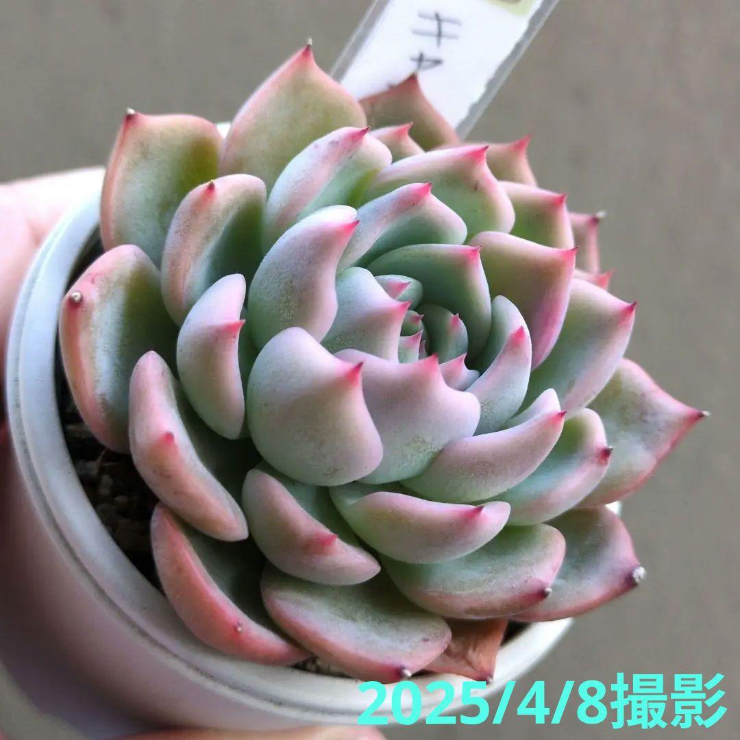 129. 多肉植物 キャラリアン 830円【抜き苗】