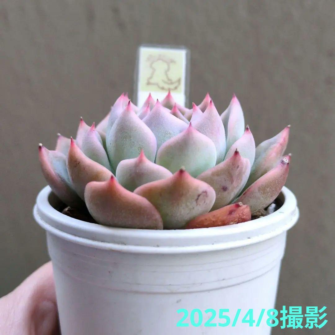 129. 多肉植物 キャラリアン 830円【抜き苗】