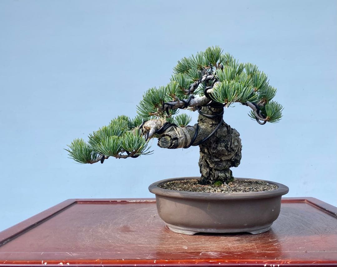 白木盆栽園　宮島五葉松　樹高25センチ　盆栽黒松赤松五葉松真柏雑木趣味観葉植物