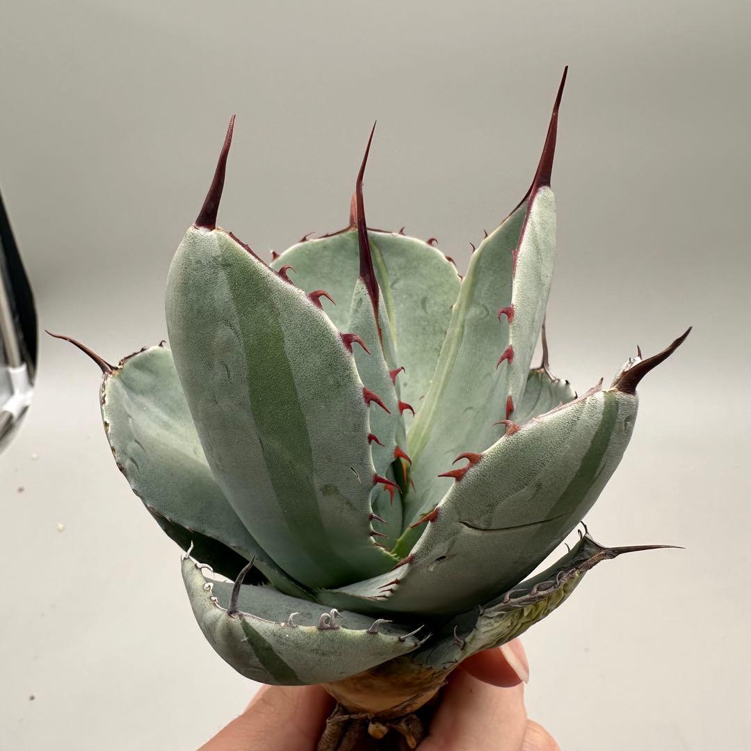 多肉植物 アガベ パリー　変異株　コレクション株