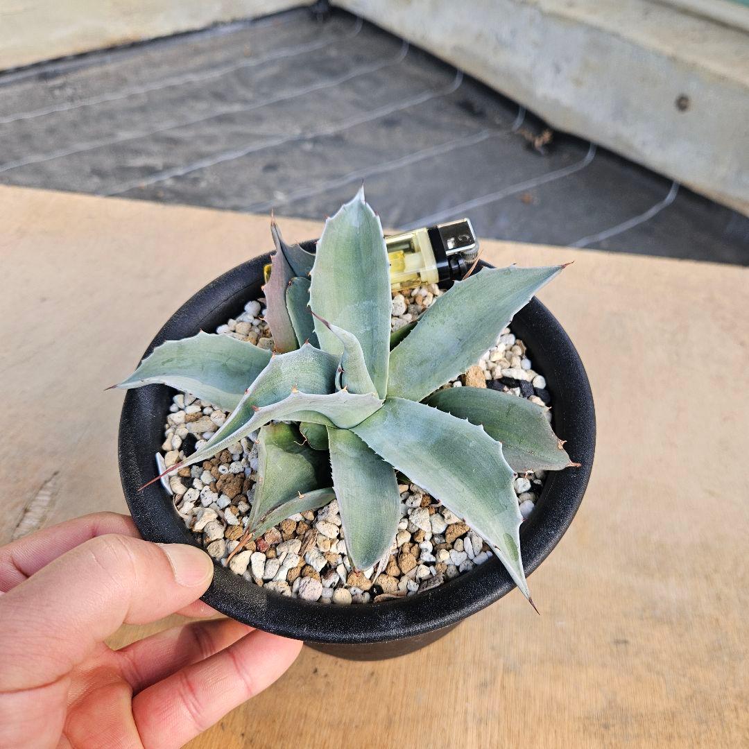 agave アガベ オバティフォリア錦 sp 覆輪斑