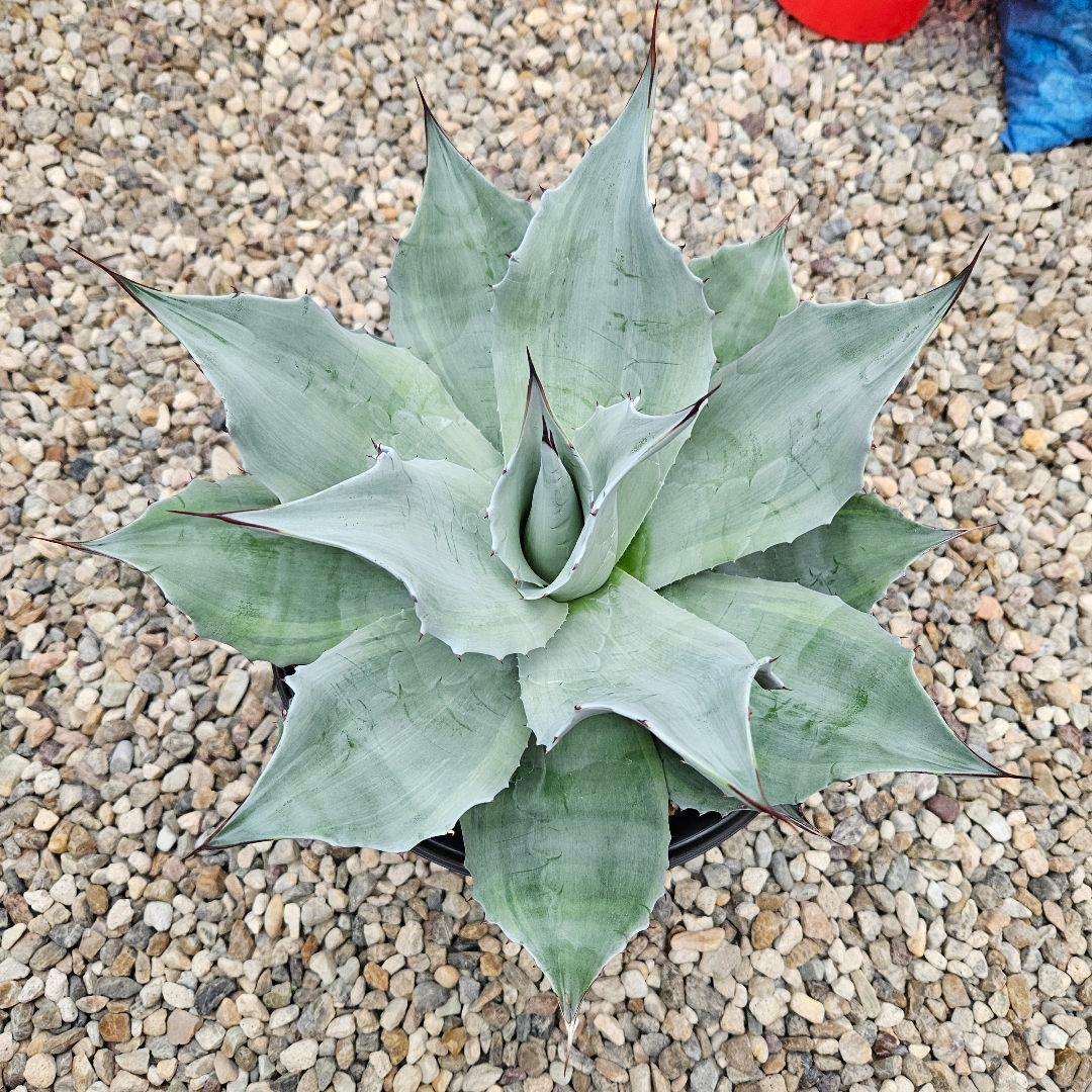 agave アガベ オバティフォリア錦 sp 覆輪斑