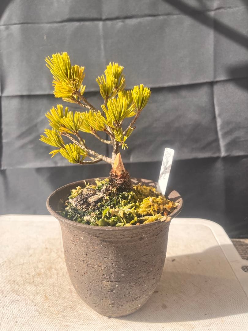 五葉松盆栽（那須娘）