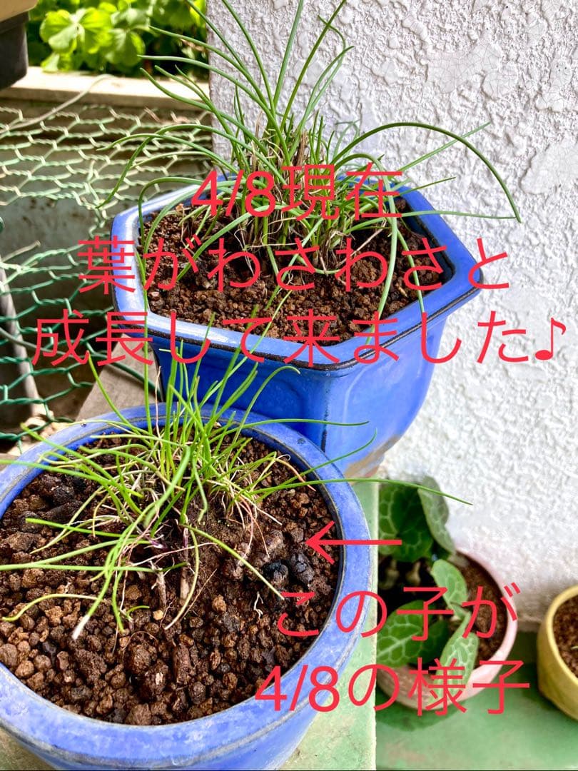 激レア/超希少品種【日本原産のヤマラッキョウの苗木/鉢植え】山辣韮＊珍しい山野草