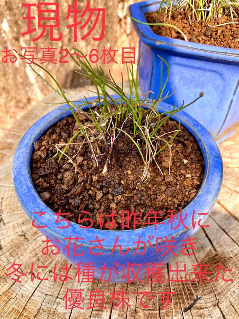 激レア/超希少品種【日本原産のヤマラッキョウの苗木/鉢植え】山辣韮＊珍しい山野草