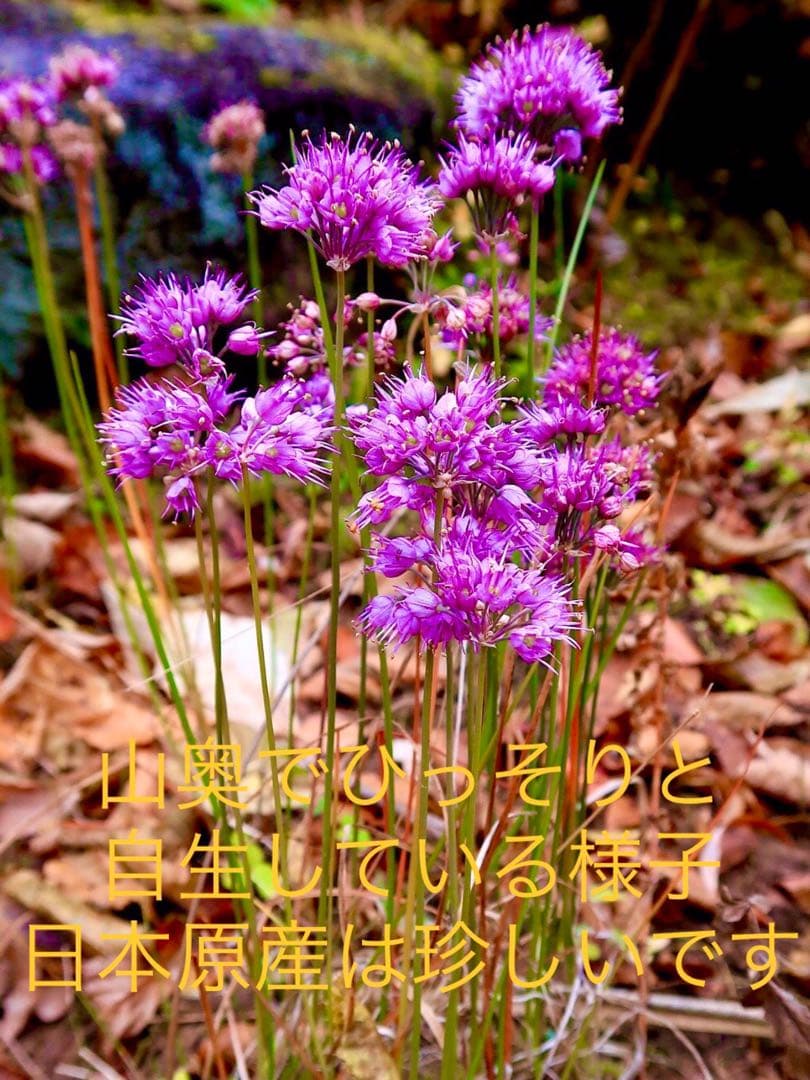 激レア/超希少品種【日本原産のヤマラッキョウの苗木/鉢植え】山辣韮＊珍しい山野草