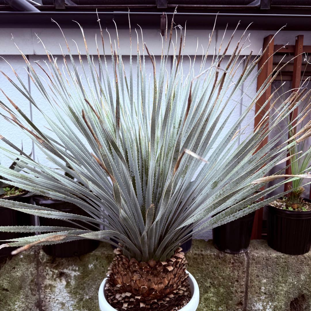 グラウコフィラム　ダシリリオン　観葉植物　ドライガーデン　１０号