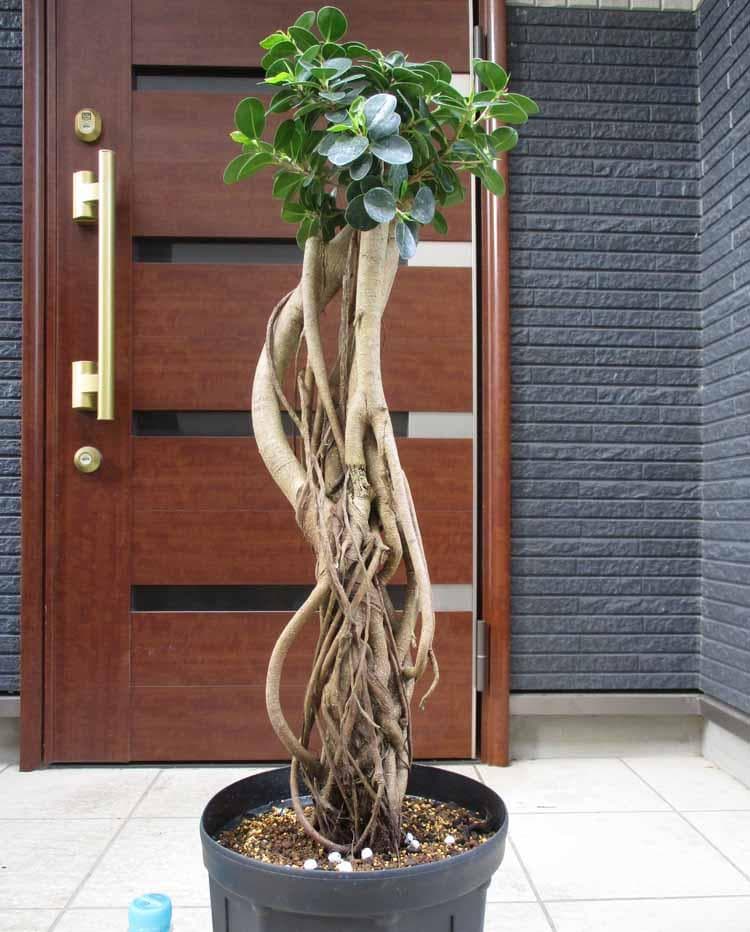 【現品】パンダガジュマル （ぱんだ・ガジュマル）（パンダ・ガジュマル）8号　W7