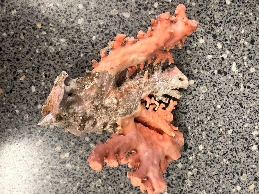 (送料込み)ピンク　珊瑚