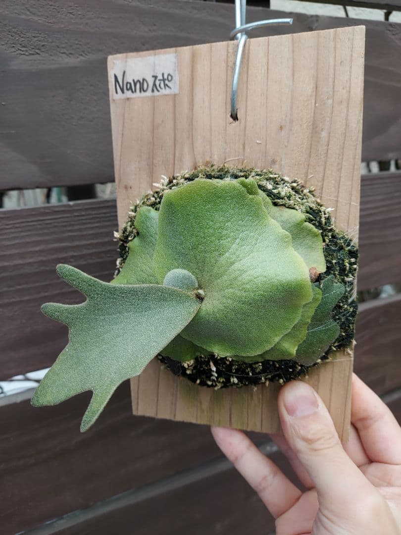 willinckii dwarf Nano　胞子培養　2　ビカクシダ