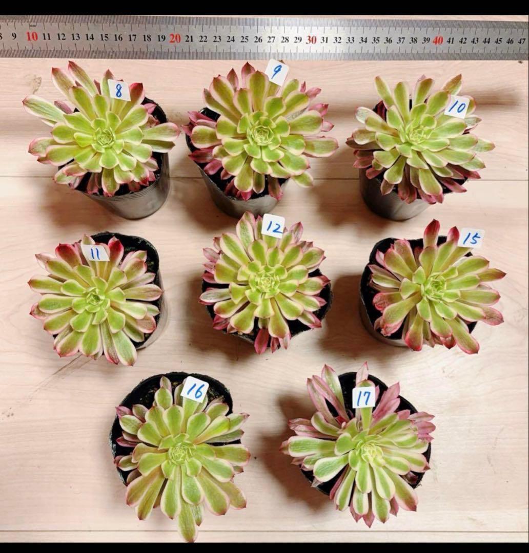 多肉植物アエオニウム錦❤️ 皺葉仙墨 ❤️1大頭11-12cm拔き苗