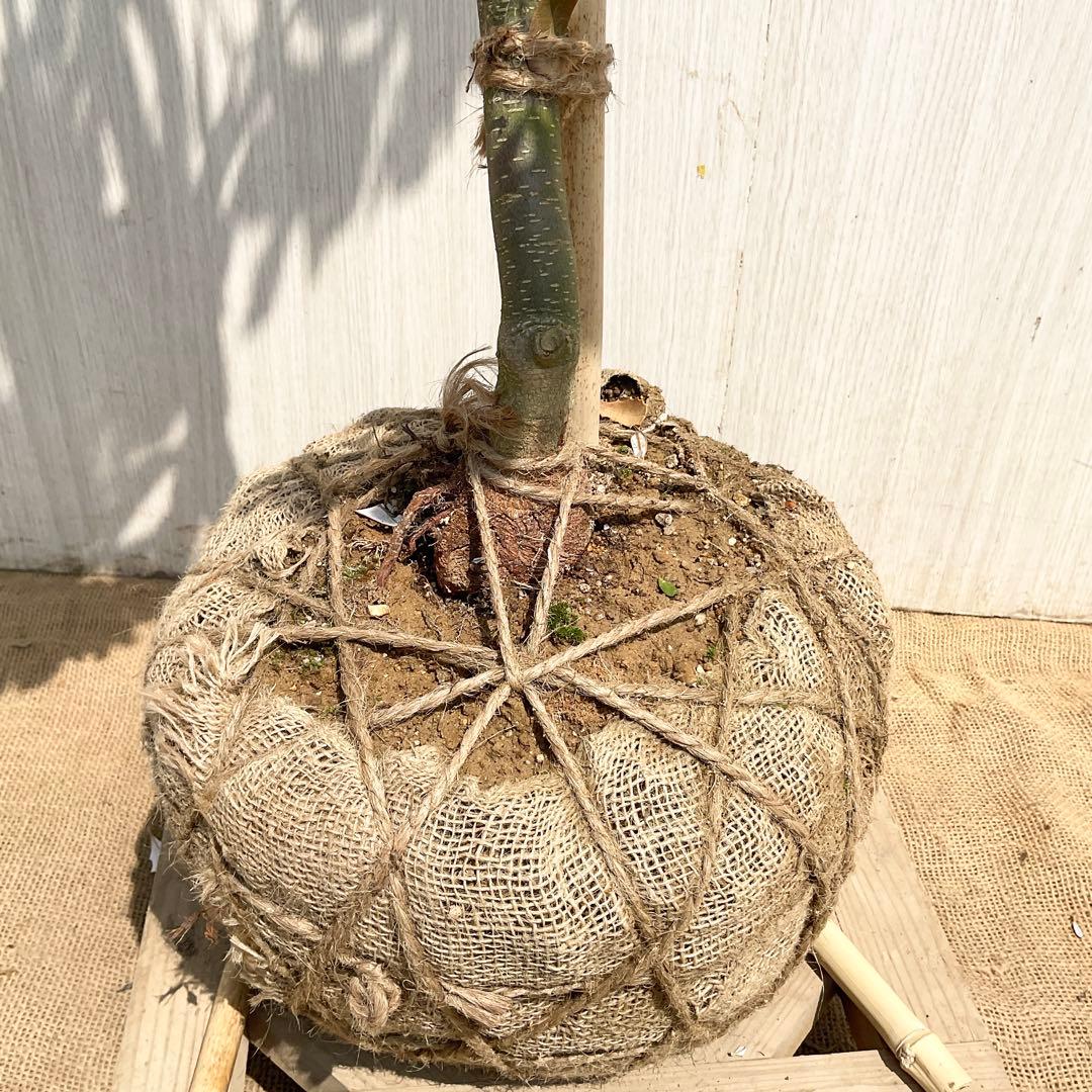 バンクシアコースト　/176