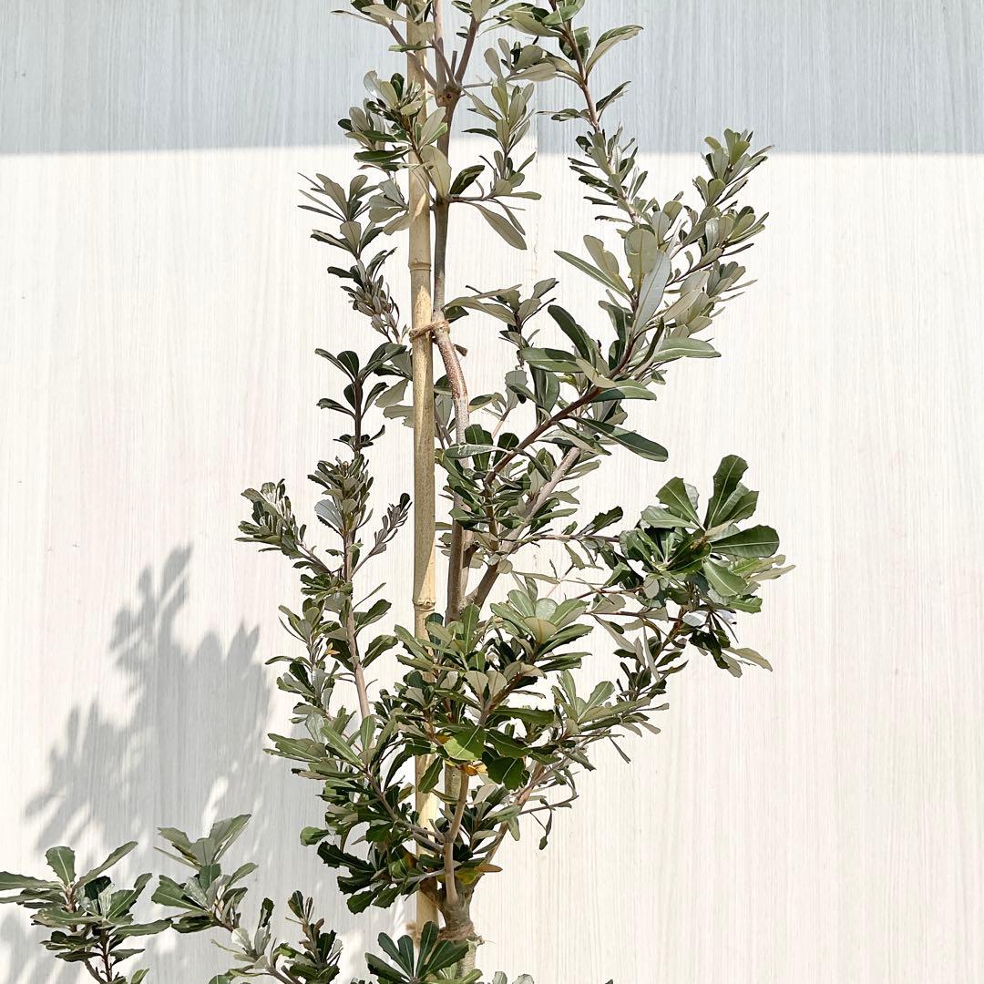 バンクシアコースト　/176