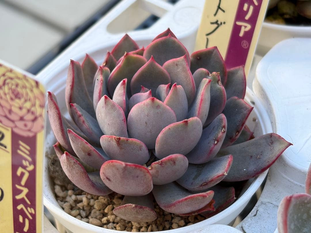 ＊ぽぽ＊さま専用 おらいさん苗30個セット　ミックスベリア　エケベリア多肉